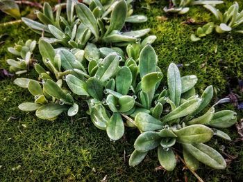 High angle view of plants growing on field