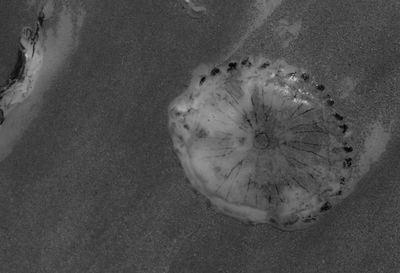 Close-up of food on table