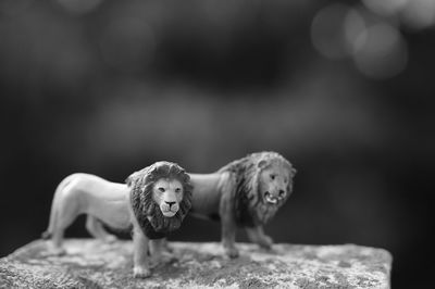 animal
