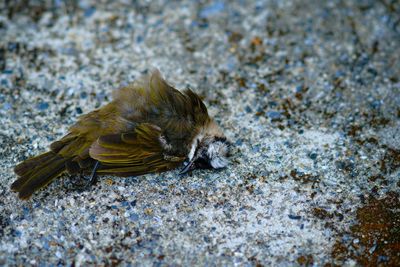 Close-up of bird