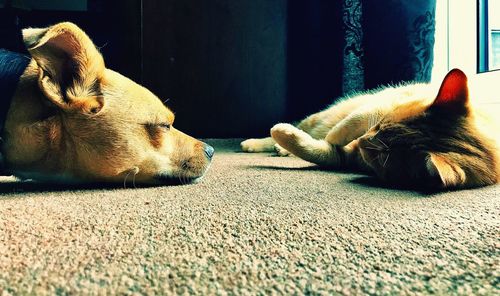 Close-up of dog sleeping on rug