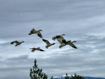 Low angle view of birds flying in sky