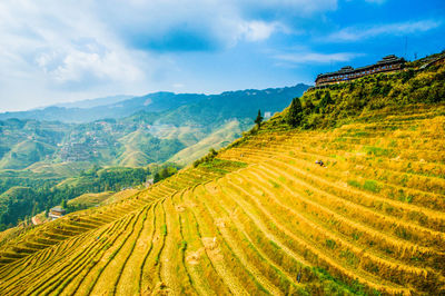 Scenic view of agricultural field against sky