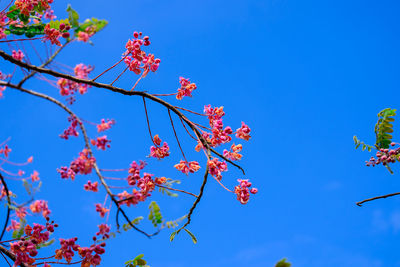 Low angle view of flowering plant against blue sky