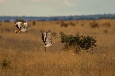 Birds flying over grassy land