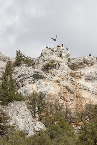 Low angle view of birds flying against sky