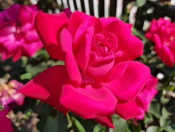 Close-up of pink flowers blooming outdoors