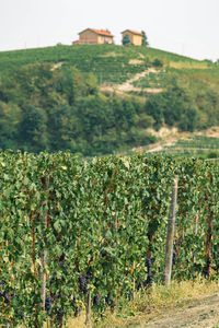 View of vineyard