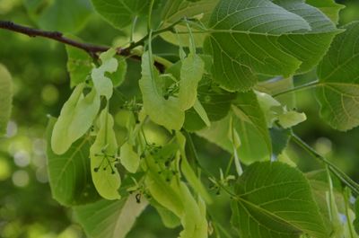 Close-up of fresh green leaves