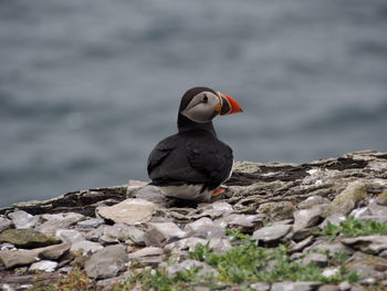 Bird perching on rock