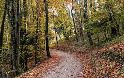 Empty forest road in autumn, fall.