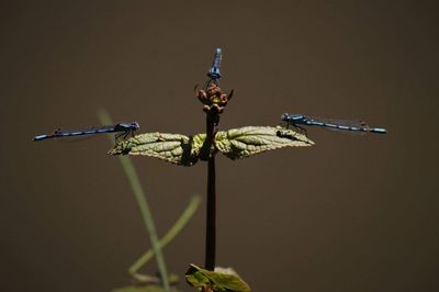 Close-up of damselfly perching on plant