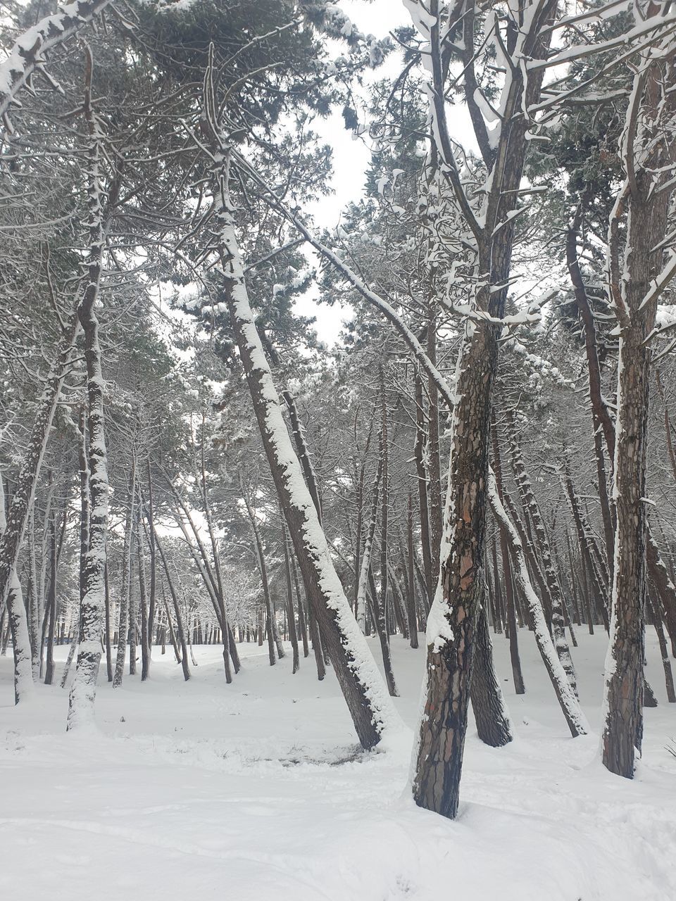 TREES IN SNOW COVERED FIELD