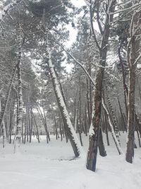 Trees on snow covered field