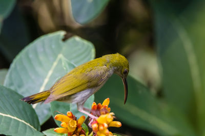 Close-up of bird perching on yellow flower