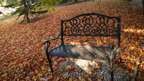 Close-up of autumn tree in park