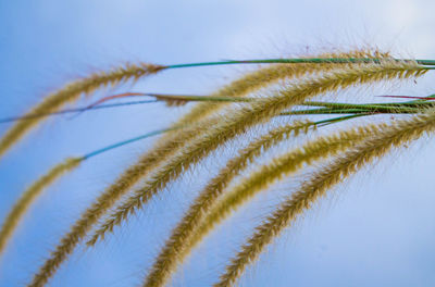 Low angle view of crops against blue sky