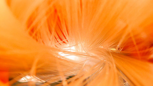 Detail shot of orange flower