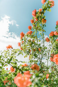 Low angle view of pink flowering plant against sky