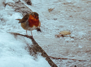 Close-up of bird perching on snow
