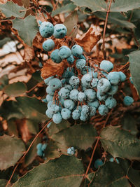 Close-up of berries growing on tree