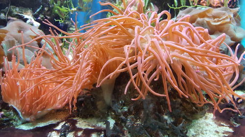 Close-up of coral in plant