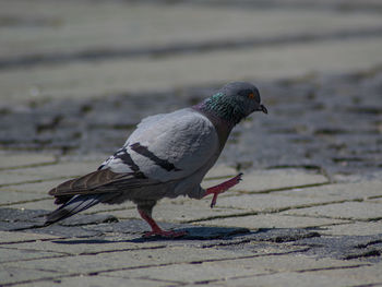 Close-up of pigeon on land