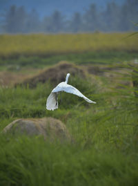 Bird flying over a field