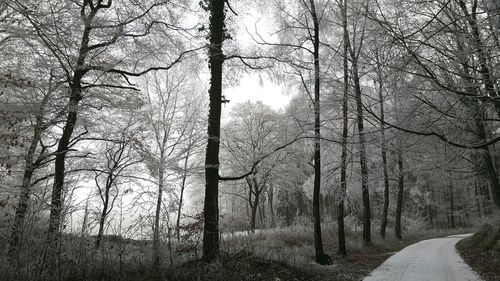 Low angle view of trees in forest