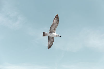 Low angle view of seagull flying