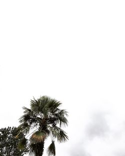 Low angle view of palm tree against sky