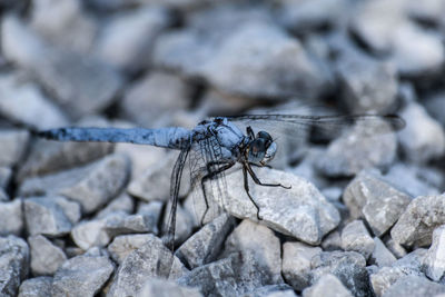 Close-up of insect on rock