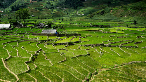 High angle view of agricultural field