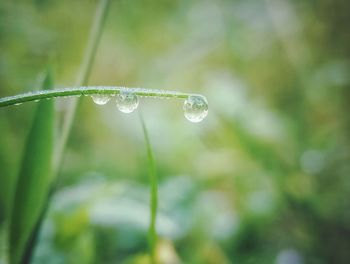 Close-up of water drops on blade of plant