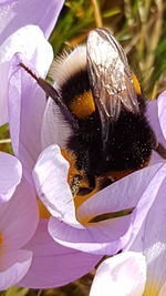 Close-up of butterfly on flower