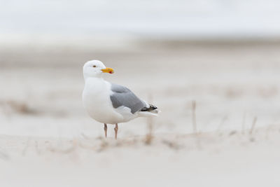 Close-up of seagull perching on a land