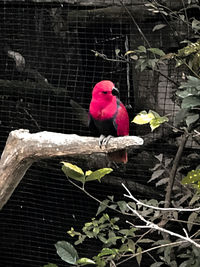 View of parrot perching on tree