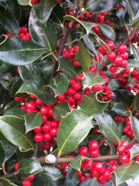 Close-up of red berries on tree