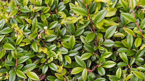 Full frame shot of plants growing on field