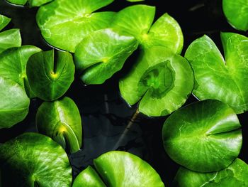 Full frame shot of fresh green leaves