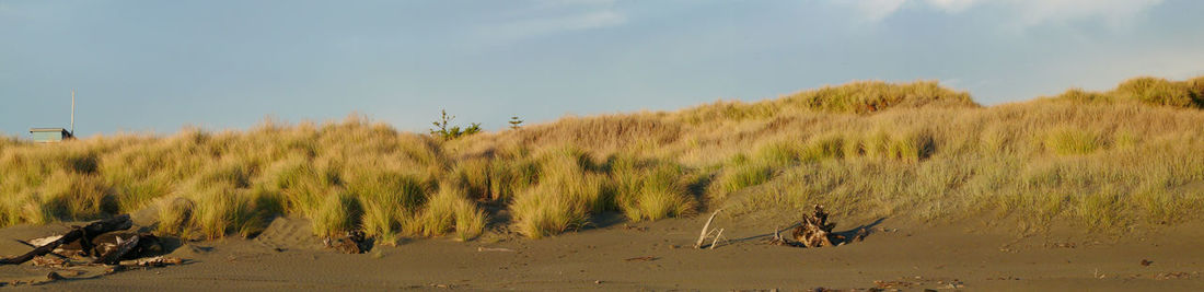 Panoramic view of dead plants on field against sky