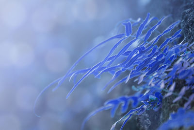 Close-up of blue water on sea