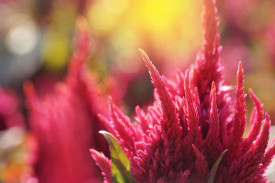 Close-up of pink flowering plant