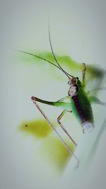 Close-up of insect on wall