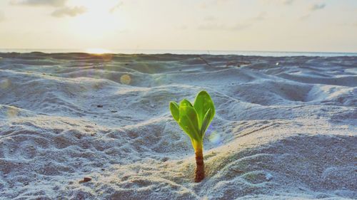 Close-up of plant against cloudy sky