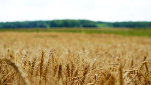 Wheat field against sky