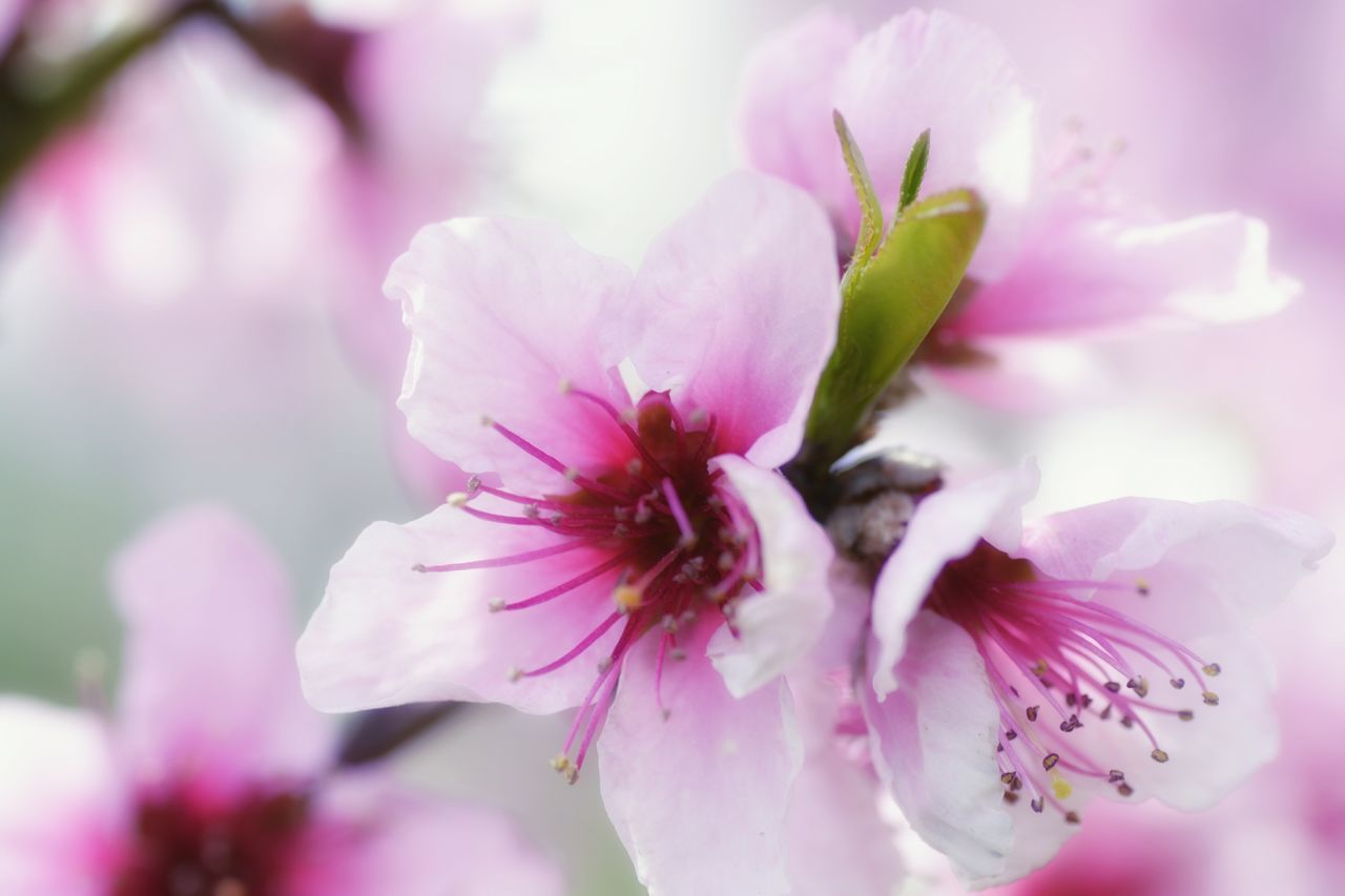 flower, freshness, petal, fragility, flower head, growth, pink color, close-up, beauty in nature, stamen, nature, focus on foreground, pollen, blooming, blossom, selective focus, in bloom, pink, botany, plant