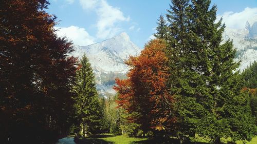 Trees in forest against sky during autumn