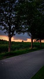 Trees on road against sky at sunset