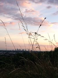 Silhouette plants on field against sky during sunset